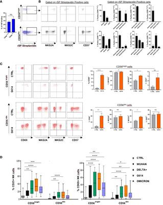 TLR2/4 are novel activating receptors for SARS-CoV-2 spike protein on NK cells
